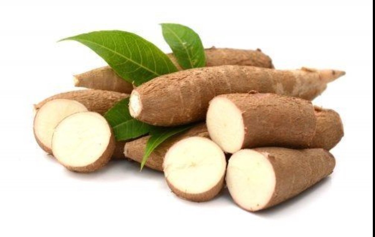 Manioc