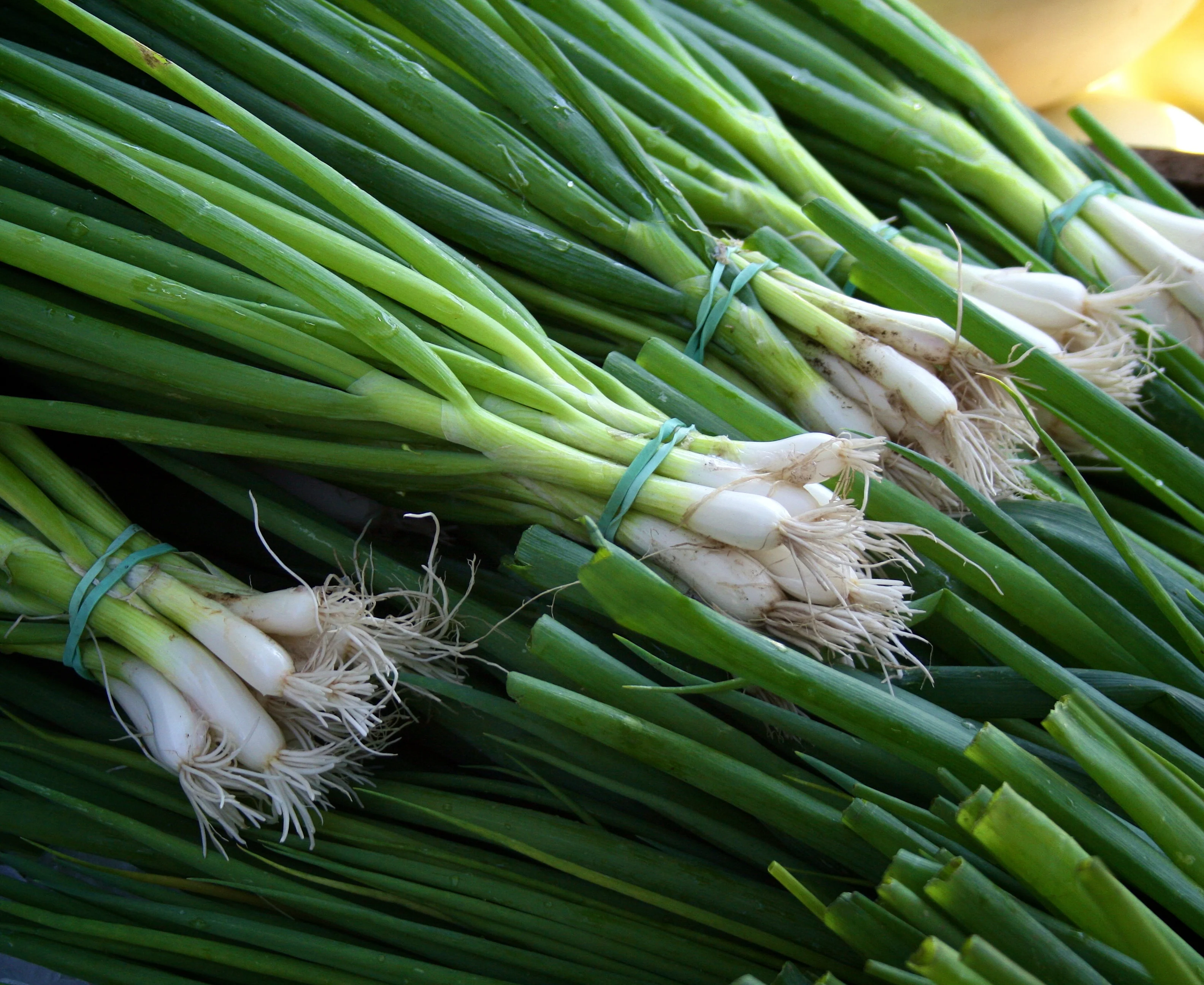 Oignons Verts